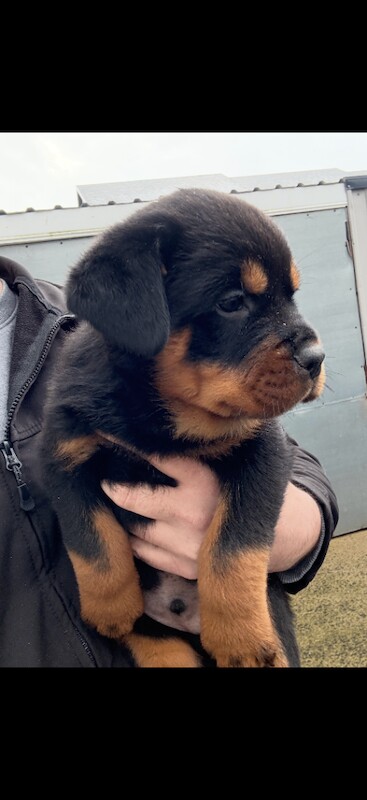 Kennel Club Registered Rottweiler Puppies For Sale
