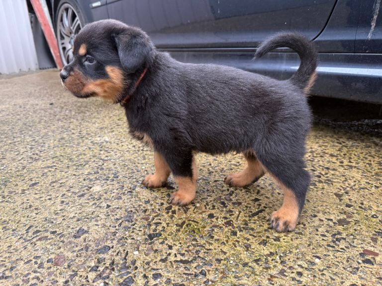 Rottweiler puppies for sale in Londonderry, County Londonderry – KC registered, 6 weeks old - Image 2 of 5