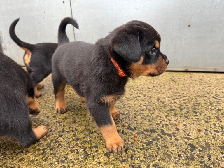 Rottweiler puppies for sale in Londonderry, County Londonderry – KC registered, 6 weeks old - Image 3 of 5