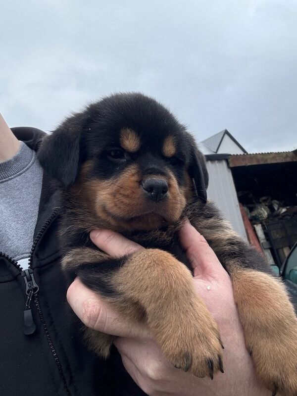 Rottweiler puppies for sale in Londonderry, County Londonderry – KC registered, 6 weeks old - Image 4 of 5