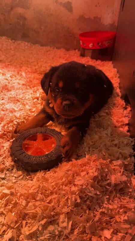 Rottweiler puppies for sale in Londonderry, County Londonderry – KC registered, 6 weeks old - Image 5 of 5