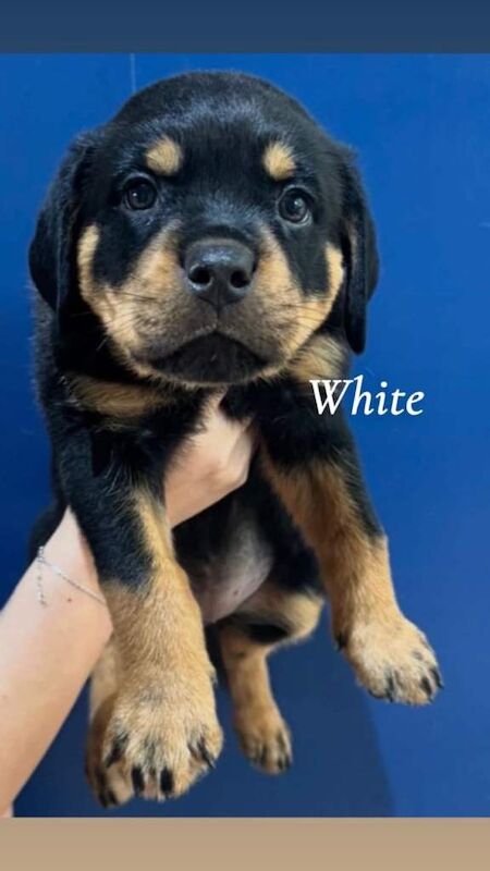 Rottweiler pups pure breed