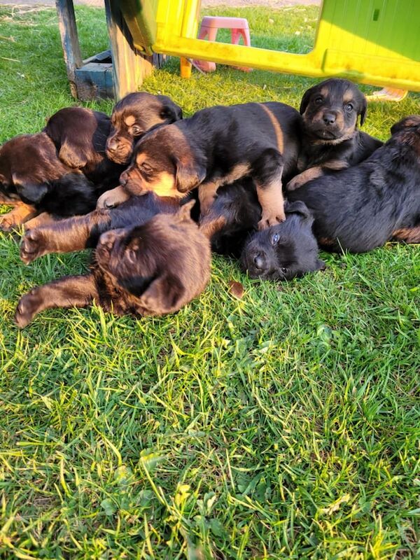 ROTTWEILER pure bread pups for sale - Image 2 of 3