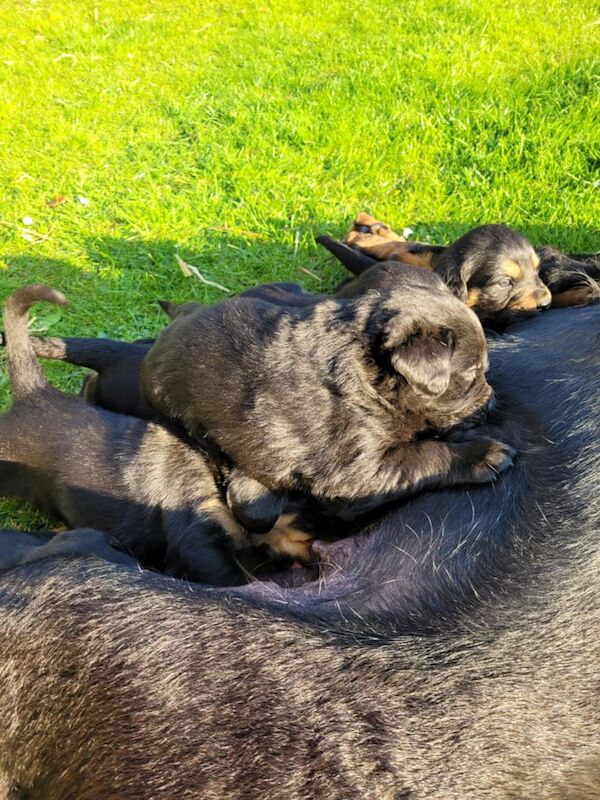 ROTTWEILER pure bread pups for sale - Image 3 of 3