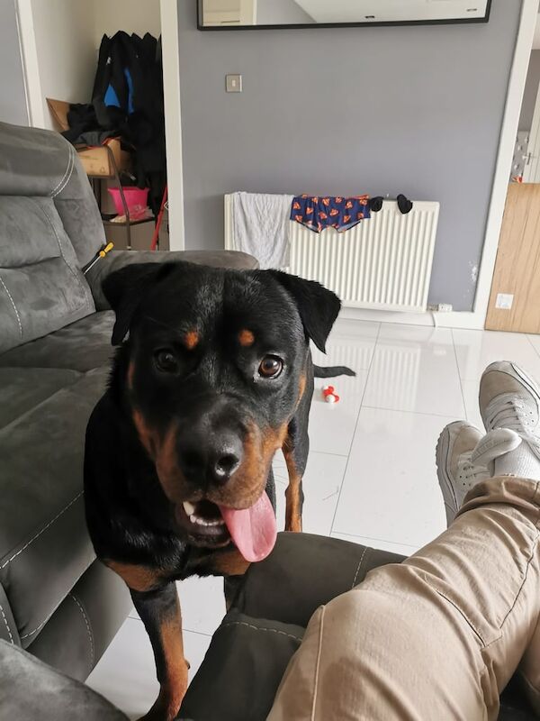 Rottweiler puppies for sale in Grangemouth, Stirling and Falkirk – 8 months old