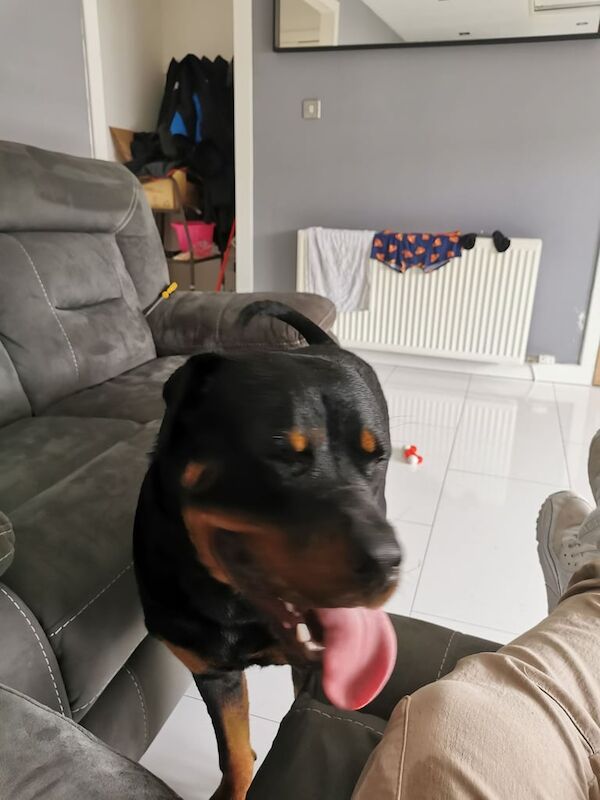 Rottweiler puppies for sale in Grangemouth, Stirling and Falkirk – 8 months old - Image 2 of 3