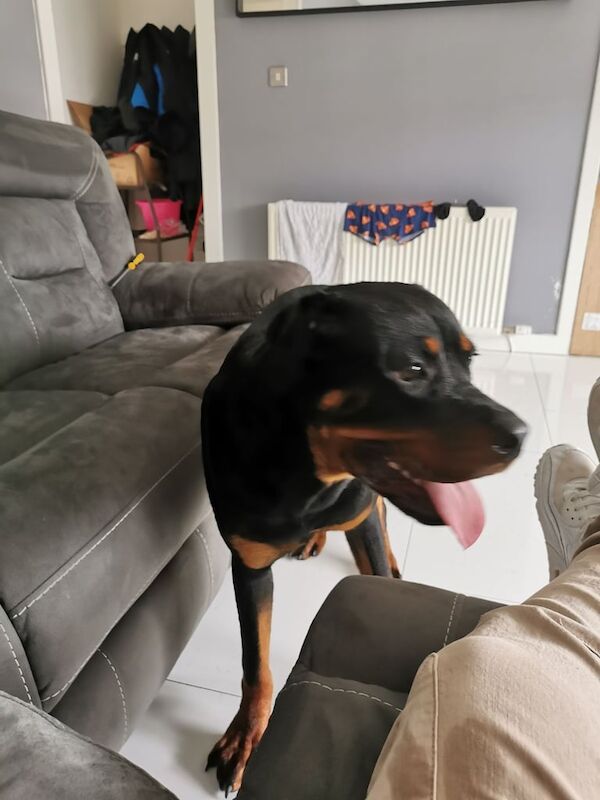 Rottweiler puppies for sale in Grangemouth, Stirling and Falkirk – 8 months old - Image 3 of 3