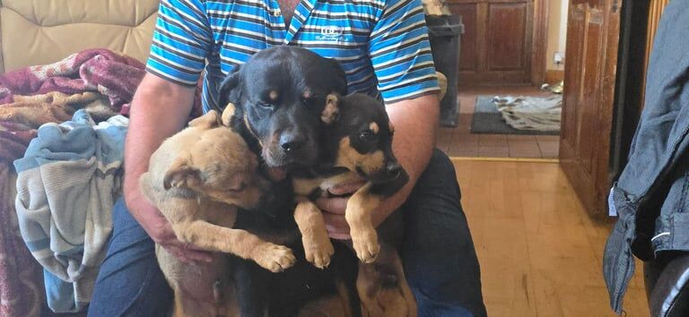 Rottweiler puppies for sale in Kilmarnock, Ayrshire and Arran – 3 months old