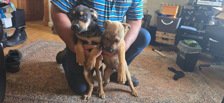 Rottweiler puppies for sale in Kilmarnock, Ayrshire and Arran – 3 months old - Image 3 of 3