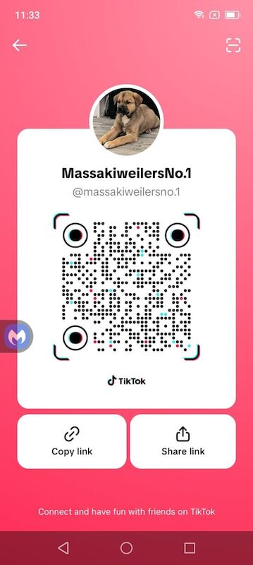 Rottweiler puppies for sale in Bacup, Lancashire – 1 year old - Image 3 of 3