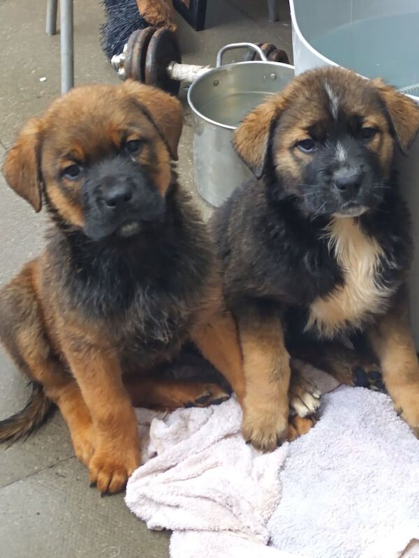 Rottweiler x Akita x Mastiff pups for sale in Bacup, Lancashire