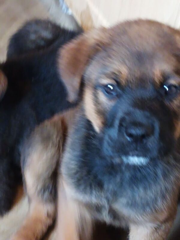 Rottweiler x Akita x Mastiff pups for sale in Bacup, Lancashire | Image 2
