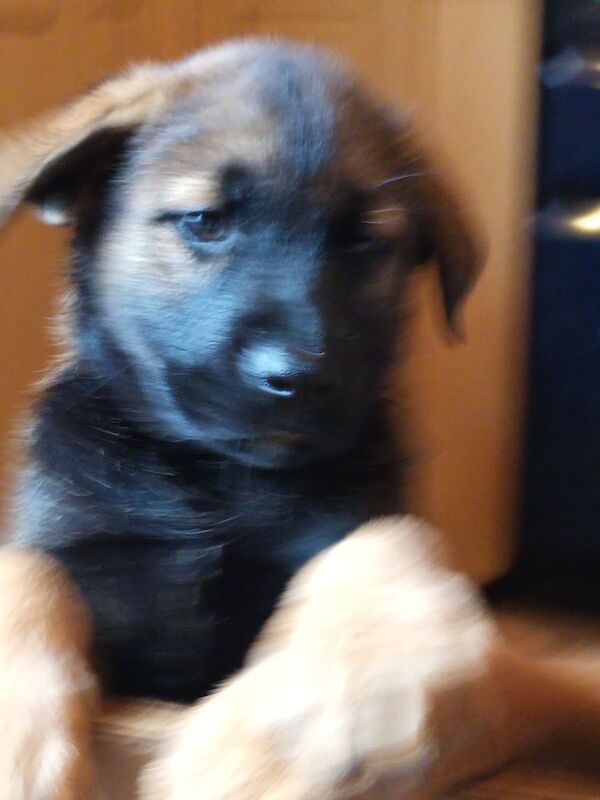 Rottweiler x Akita x Mastiff pups for sale in Bacup, Lancashire | Image 3