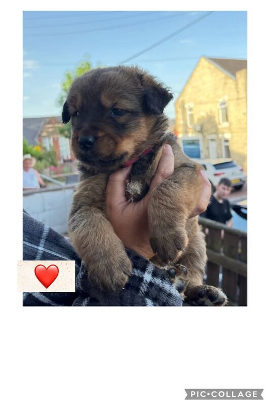 Rottweiler x American Akita puppy’s
