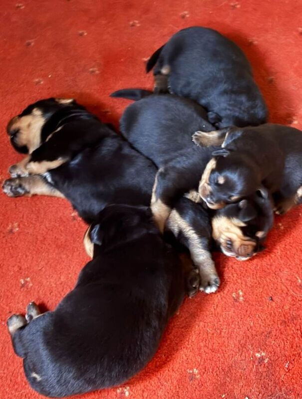 Rottweiler puppies for sale in Portglenone, County Antrim – 8 weeks old