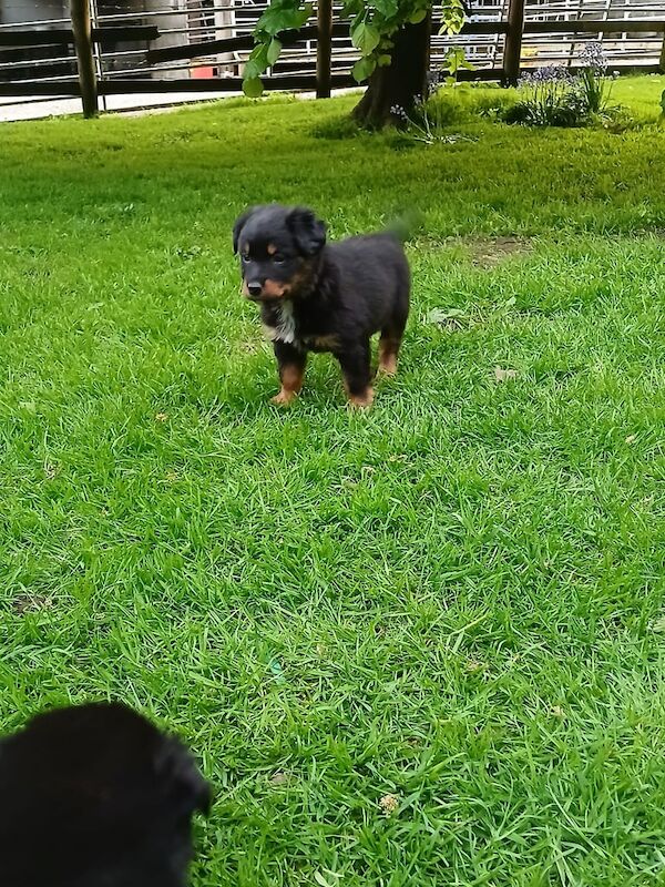 Rottweiler x Collie for sale in Carrickfergus, County Antrim