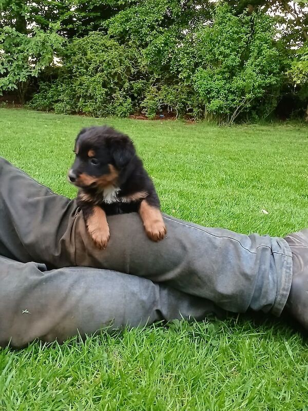 Rottweiler x Collie for sale in Carrickfergus, County Antrim - Image 2