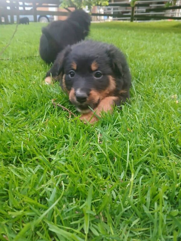 Rottweiler x Collie for sale in Carrickfergus, County Antrim - Image 3