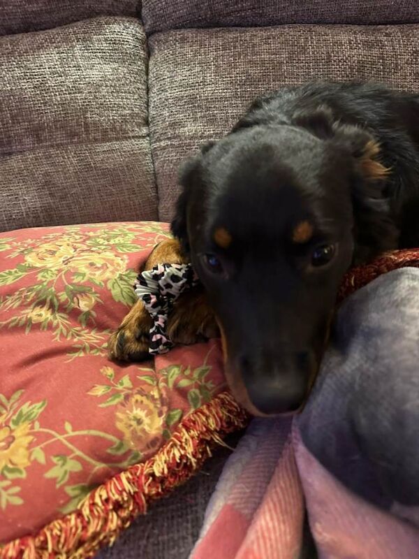 Rottweiler puppies for sale in Carrickfergus, County Antrim – 9 months old