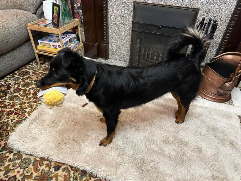 Rottweiler puppies for sale in Carrickfergus, County Antrim – 8 months old - Image 2 of 3