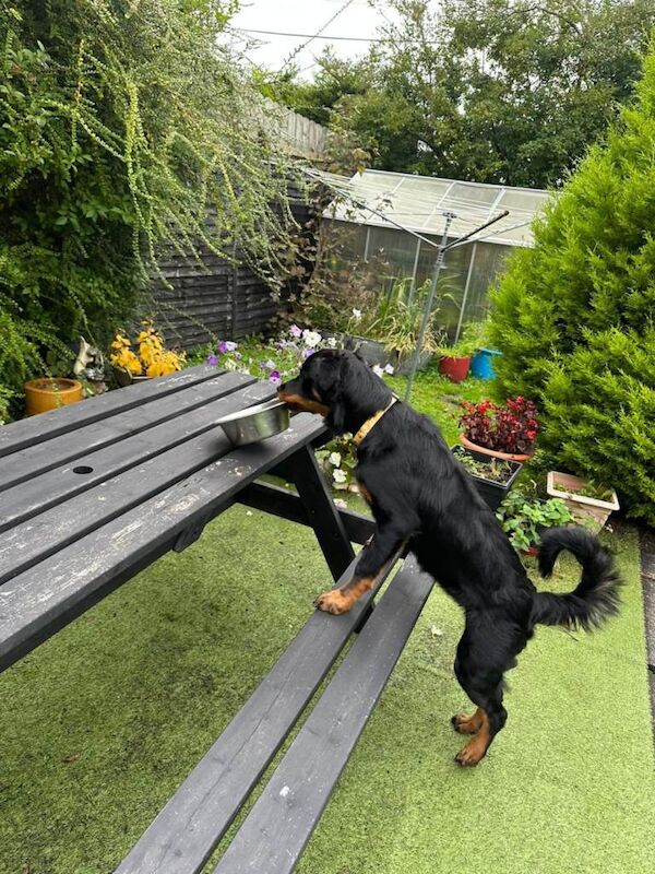 Rottweiler puppies for sale in Carrickfergus, County Antrim – 8 months old - Image 3 of 3