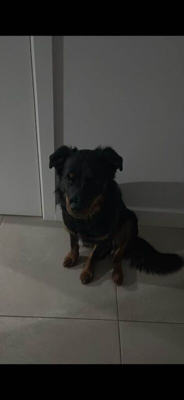 Rottweiler x collie - Image 2 of 4