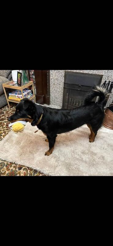 Rottweiler x collie - Image 3 of 4