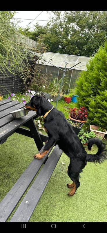 Rottweiler x collie - Image 4 of 4