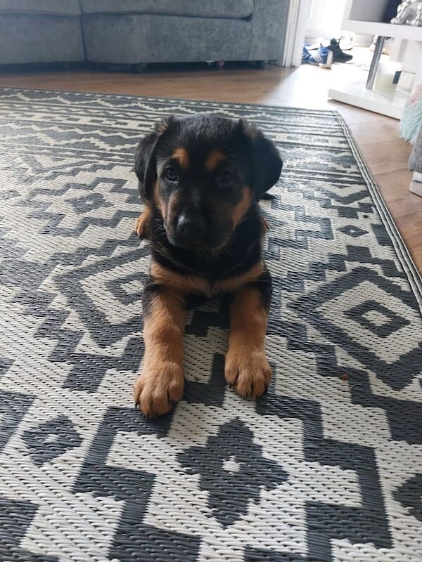 Rottweiler x German shepherd - Image 2 of 3
