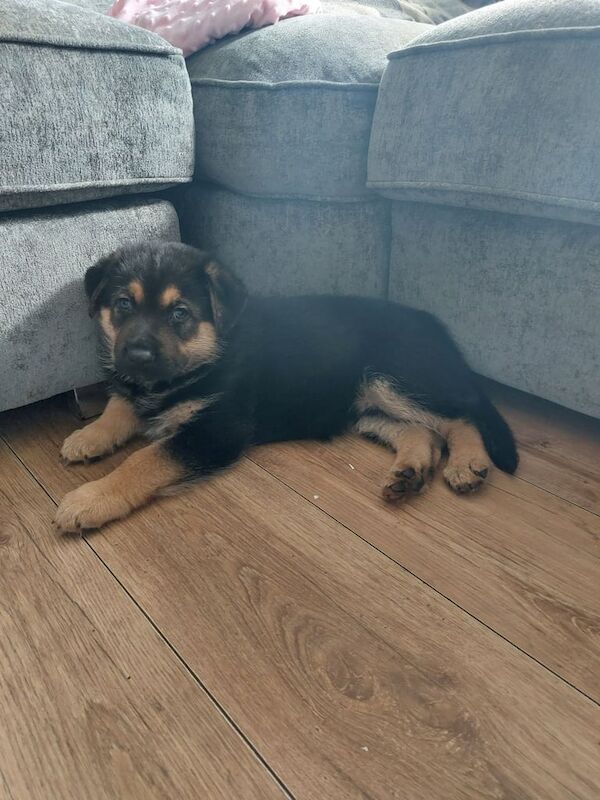 Rottweiler x German shepherd - Image 3 of 3