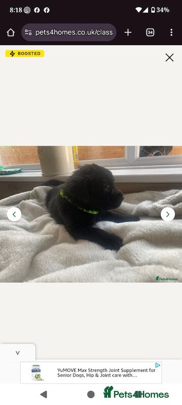 Rottweiler puppies for sale in Tipton, West Midlands – KC registered, 11 weeks old