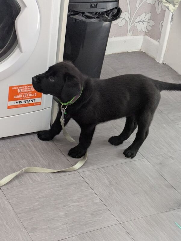 Rottweiler puppies for sale in Tipton, West Midlands – KC registered, 11 weeks old - Image 2 of 3