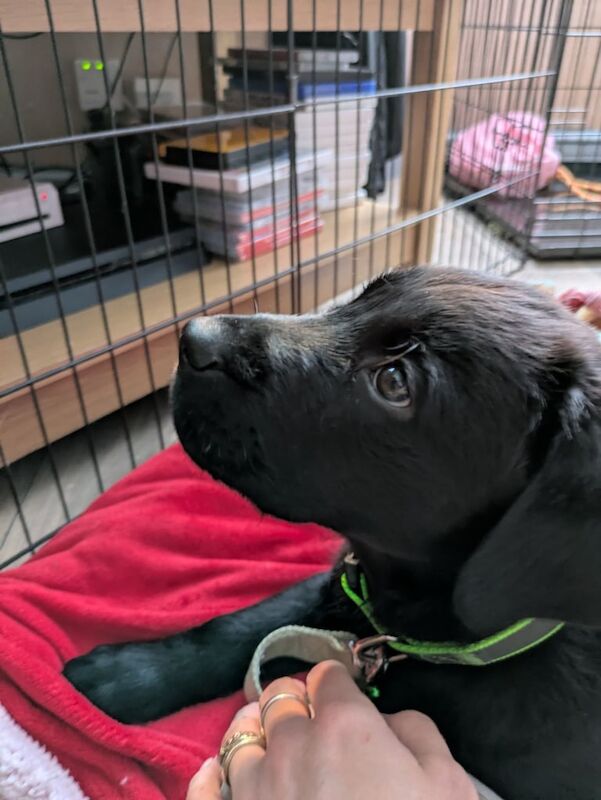 Rottweiler puppies for sale in Tipton, West Midlands – KC registered, 11 weeks old - Image 3 of 3