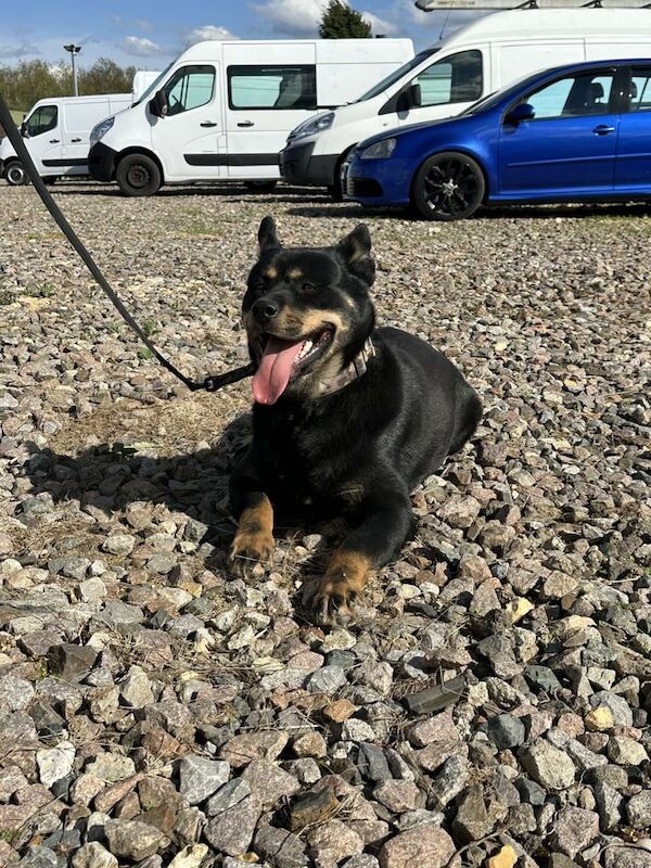 Rottweiler x husky dog - Image 2 of 3