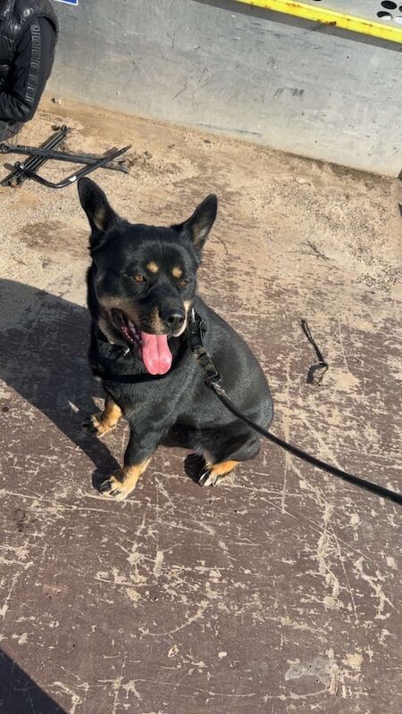 Rottweiler x husky dog - Image 3 of 3