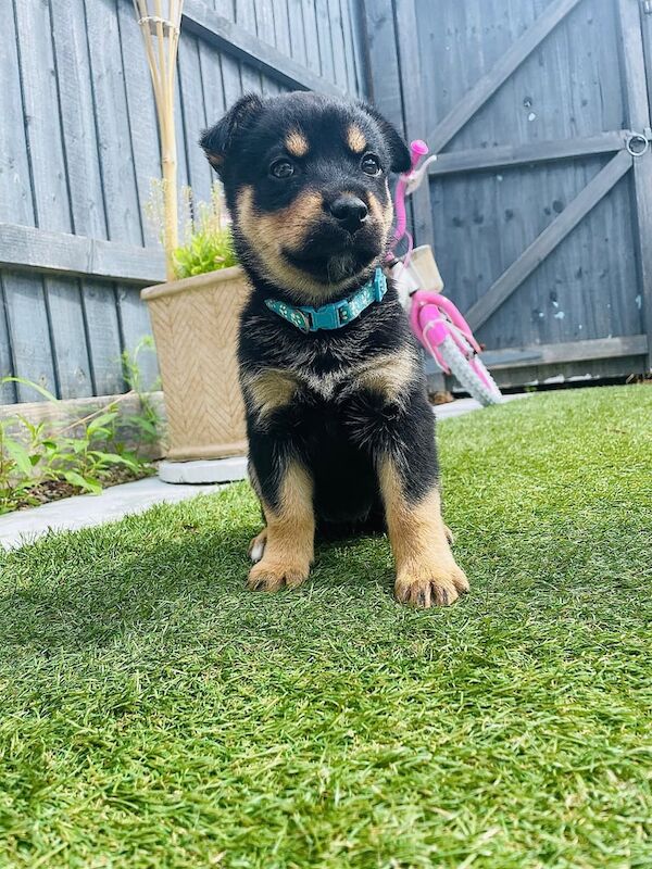 Rottweiler puppies for sale in Gloucester, Gloucestershire – 6 weeks old