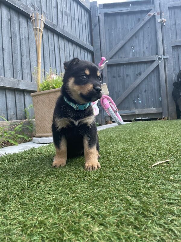 Rottweiler puppies for sale in Gloucester, Gloucestershire – 6 weeks old - Image 2 of 3