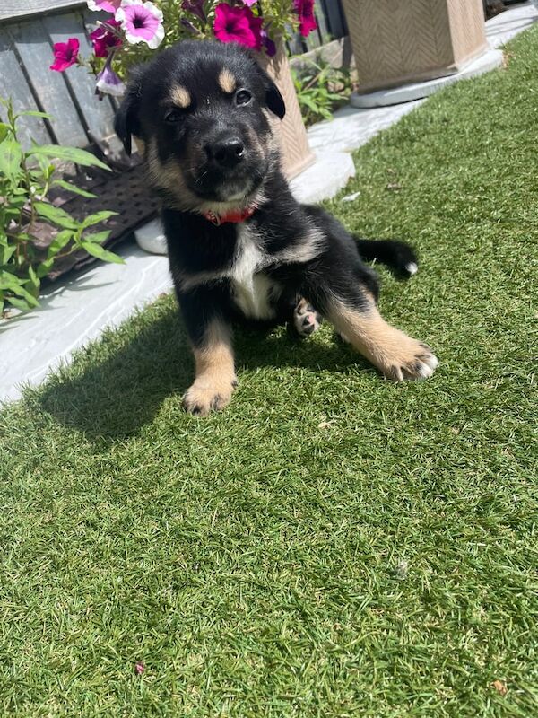 Rottweiler puppies for sale in Gloucester, Gloucestershire – 6 weeks old - Image 3 of 3