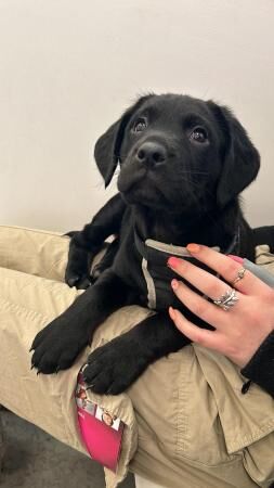 Rottweiler Puppies For Sale | Rottweiler-owners.co.uk