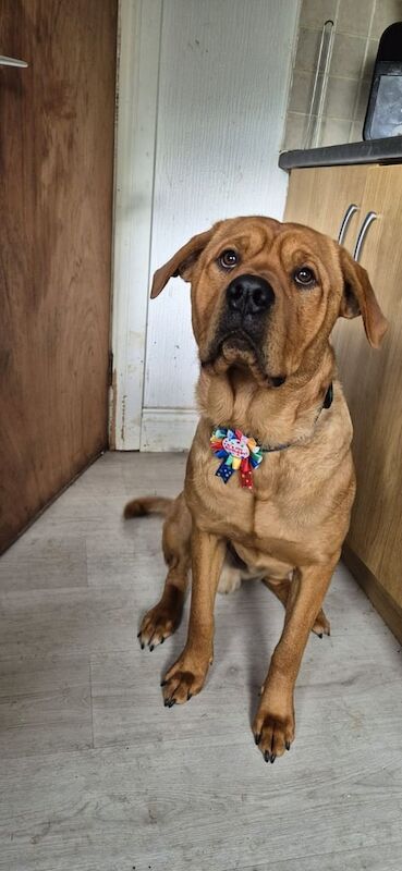 Rottweiler puppies for sale in Hamilton, Lanarkshire – 1 year old