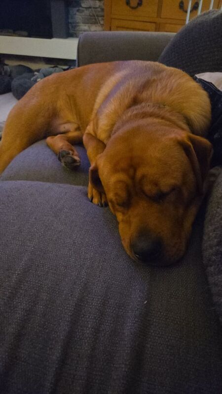 Rottweiler puppies for sale in Hamilton, Lanarkshire – 1 year old - Image 2 of 3