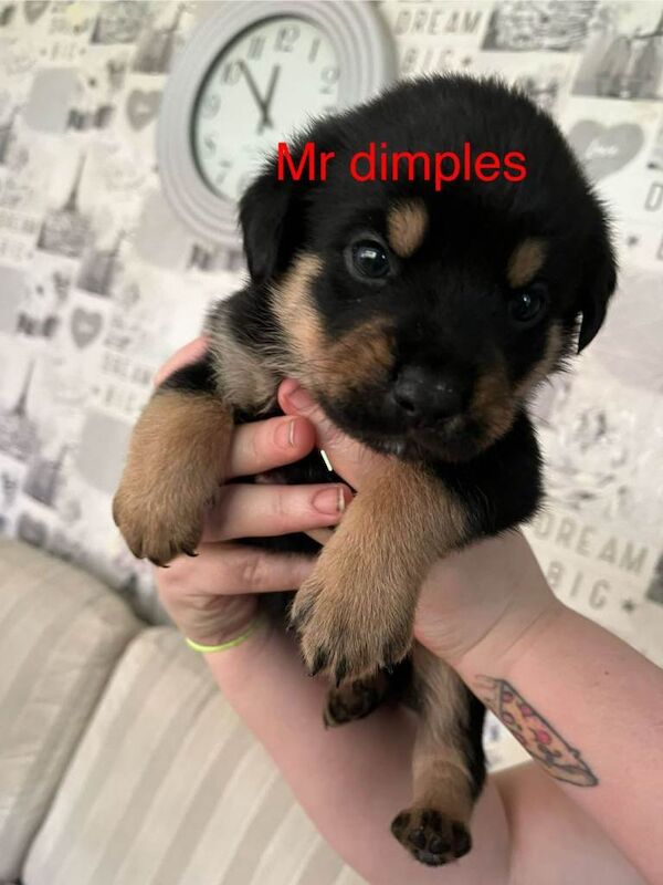 Rottweiler puppies for sale in Ipswich, Suffolk – 5 weeks old