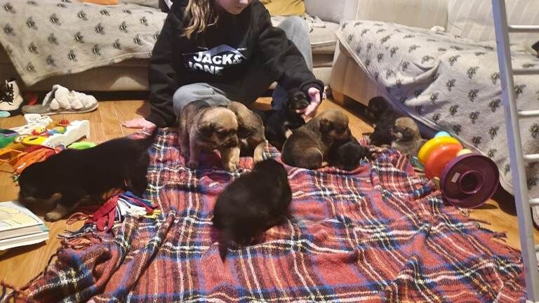 Rottweiler puppies for sale in Ipswich, Suffolk – 5 weeks old - Image 2 of 6