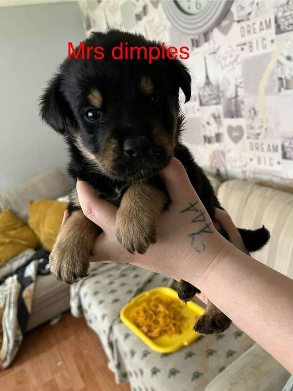 Rottweiler puppies for sale in Ipswich, Suffolk – 5 weeks old - Image 3 of 6