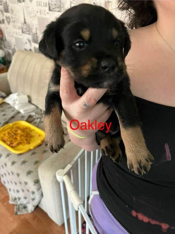 Rottweiler puppies for sale in Ipswich, Suffolk – 5 weeks old - Image 4 of 6