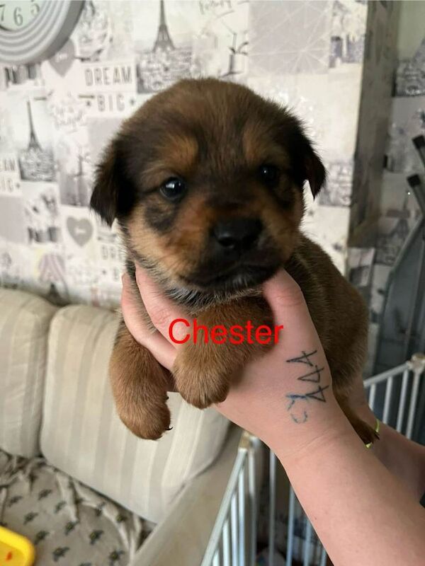 Rottweiler puppies for sale in Ipswich, Suffolk – 5 weeks old - Image 5 of 6