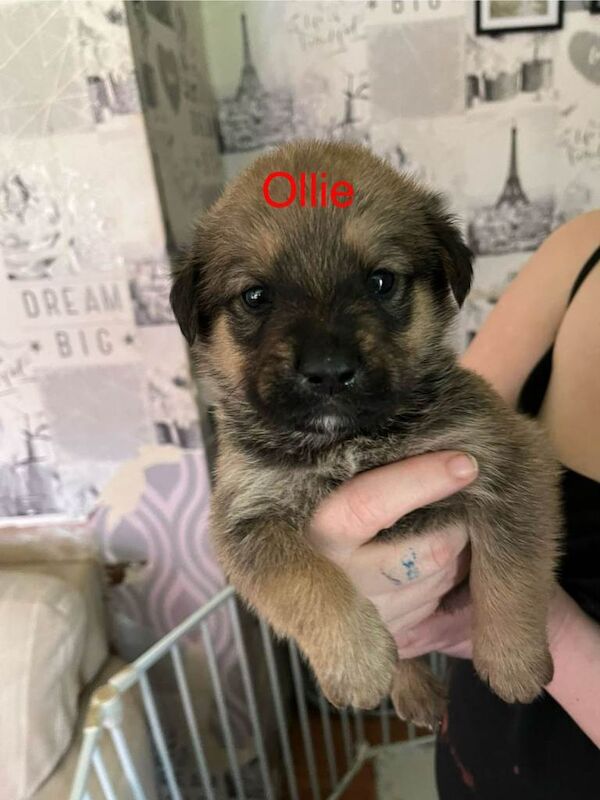 Rottweiler puppies for sale in Ipswich, Suffolk – 5 weeks old - Image 6 of 6