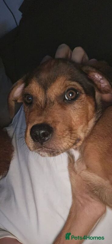 Rottweiler puppies for sale in Twickenham, Greater London – 11 weeks old - Image 2 of 3