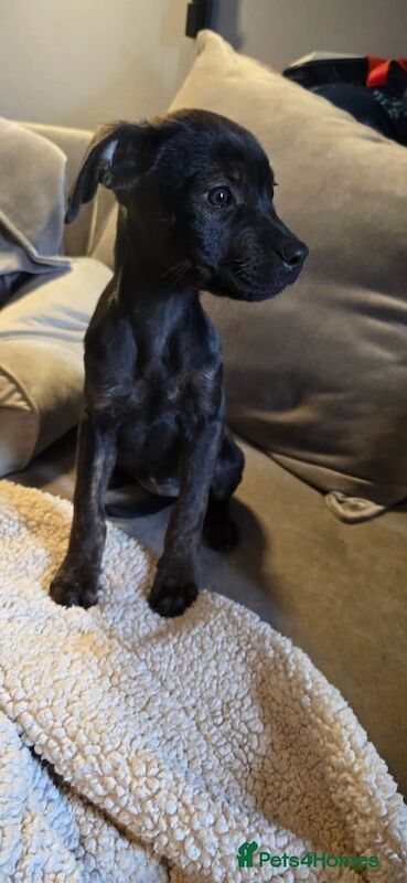 Rottweiler puppies for sale in Twickenham, Greater London – 3 months old