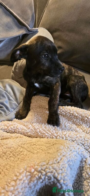 Rottweiler puppies for sale in Twickenham, Greater London – 3 months old - Image 3 of 3